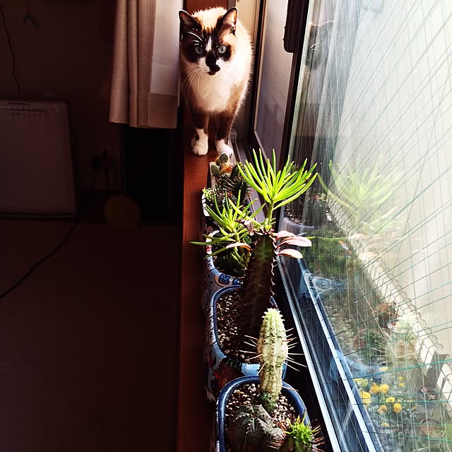 mari23さんの実例写真