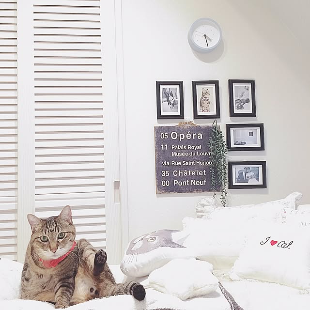 lovecatさんの実例写真