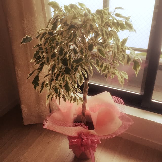 pucchanさんの実例写真