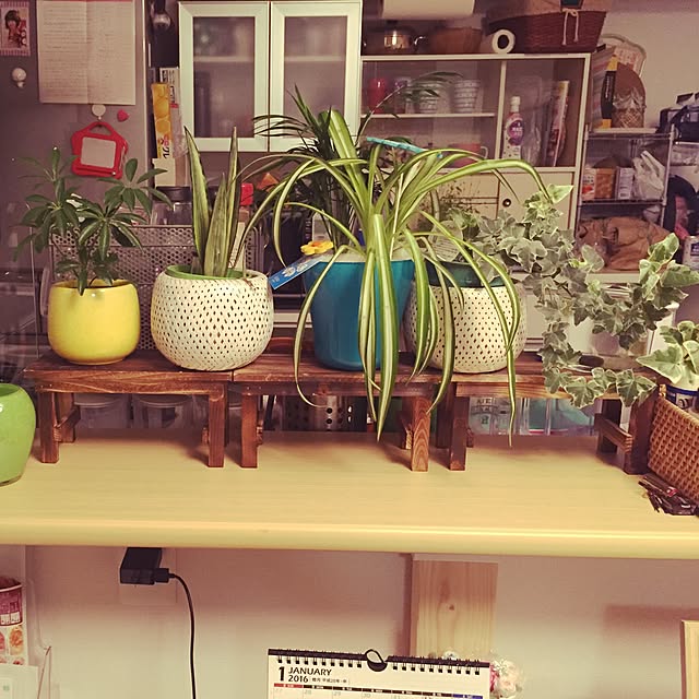 キッチン/観葉植物のインテリア実例 - 2016-01-07 19:51:31