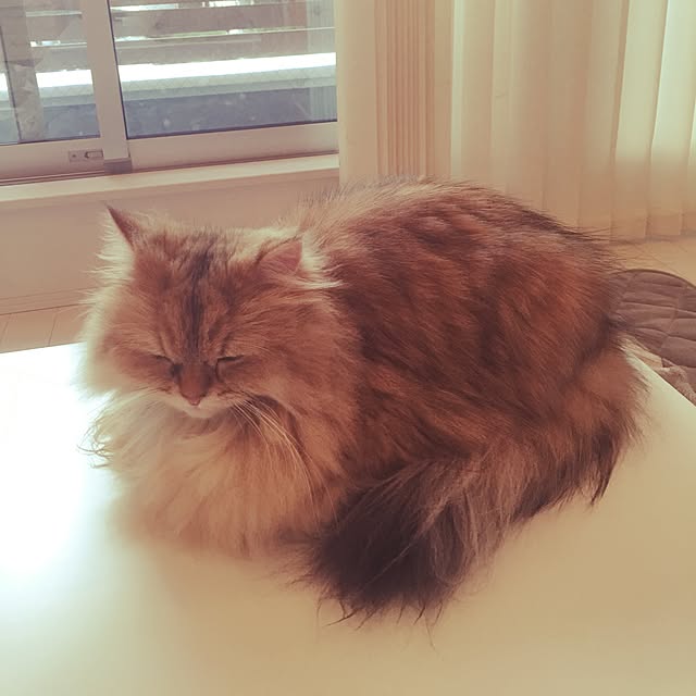 koumeさんの実例写真