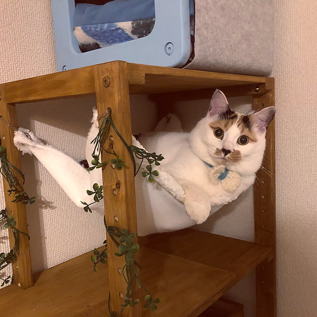 shirokuma1461さんの実例写真