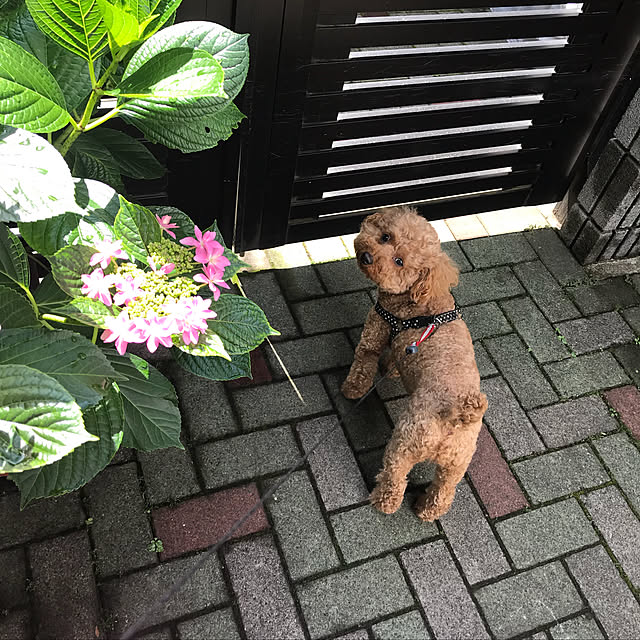 Lilicoさんの実例写真