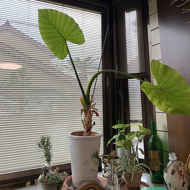 yukikkoさんの実例写真