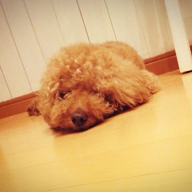rookuさんの実例写真