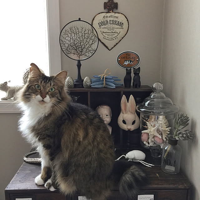 yuchiさんの実例写真