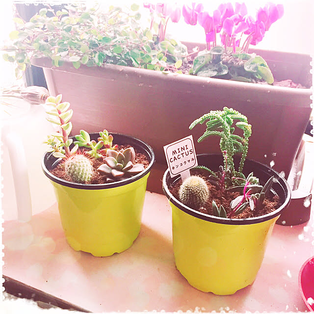 一人暮らし/100均/観葉植物/多肉植物/キッチンのインテリア実例 - 2019-03-30 23:13:01