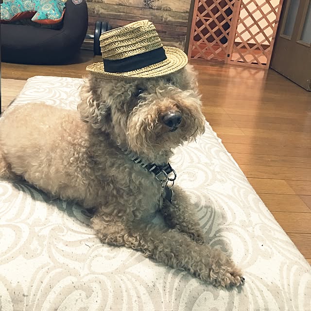 ronmaruさんの実例写真