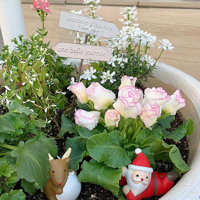 koko_hikaさんの実例写真