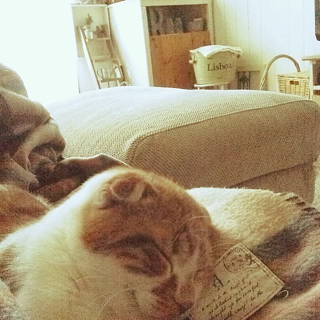 mikiさんの実例写真