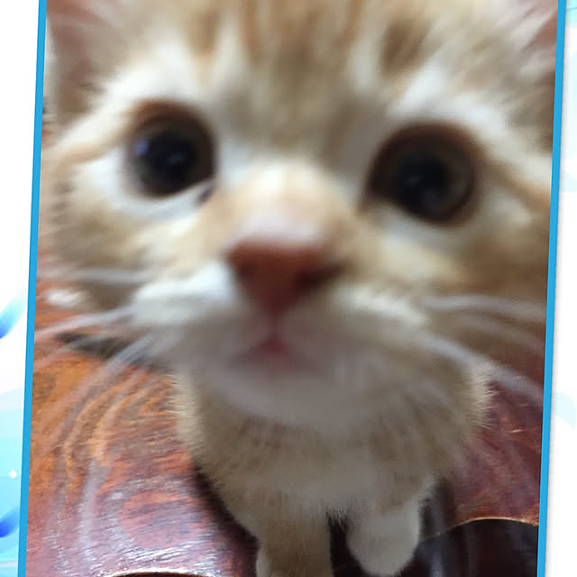 toramamaさんの実例写真