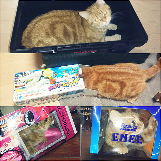 nekomajinさんの実例写真