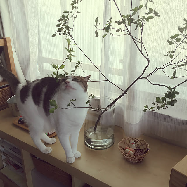 aiiaさんの実例写真