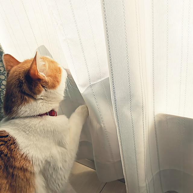 部屋全体/ねこのいる風景/ねこバカ/フィンレイソン タイミのインテリア実例 - 2022-08-01 11:27:13