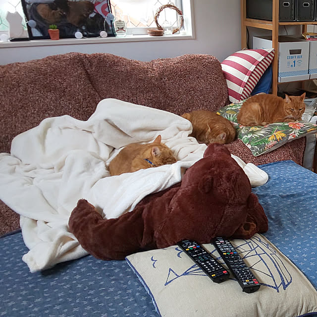 37さんの実例写真