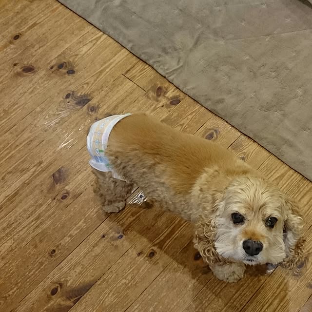 kik375さんの実例写真