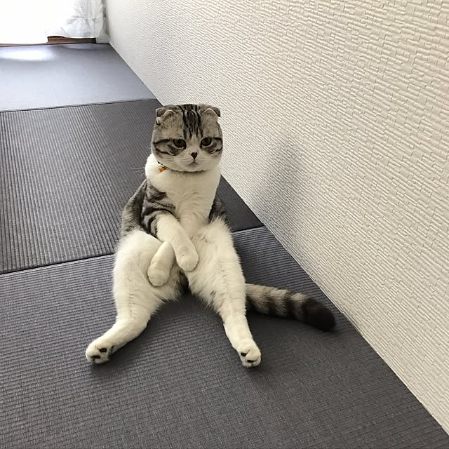 Dahliaさんの実例写真