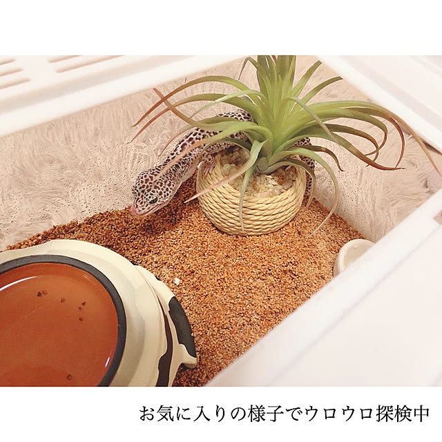 chaluさんの実例写真