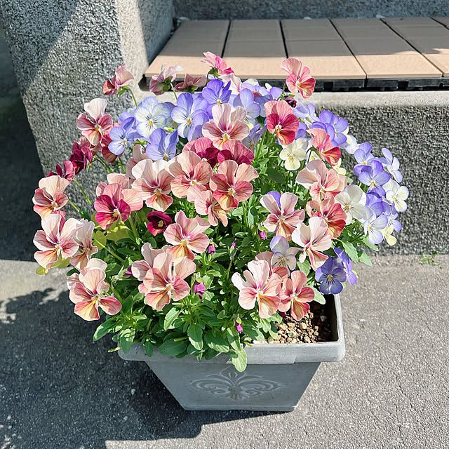 piroron2さんの実例写真