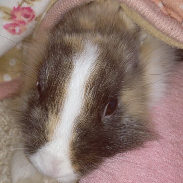 komugiさんの実例写真