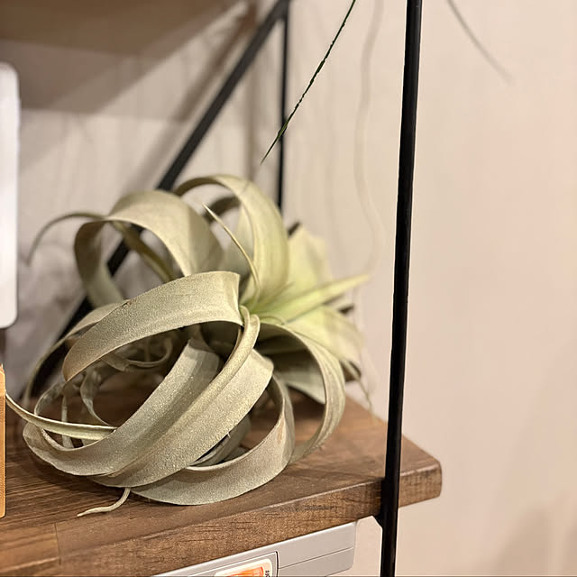 Y33355さんの実例写真