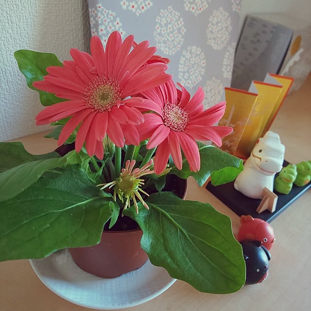 KOHAKUさんの実例写真