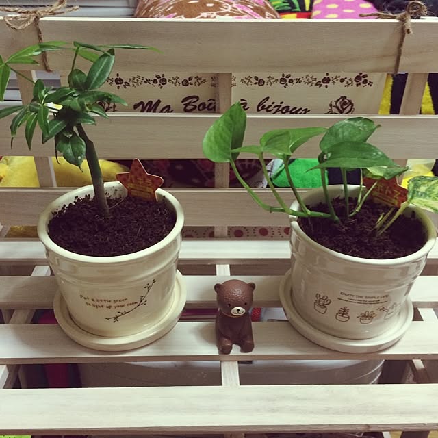 棚/DIY/100均/植物/ダイソー...などのインテリア実例 - 2014-09-29 00:14:36