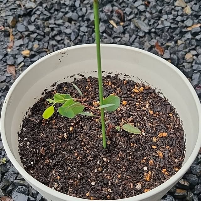 Rubiconさんの部屋