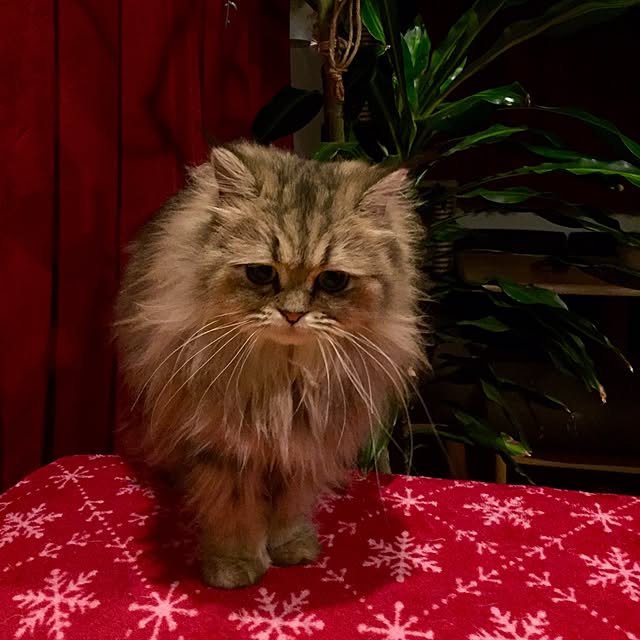 butachanさんの実例写真
