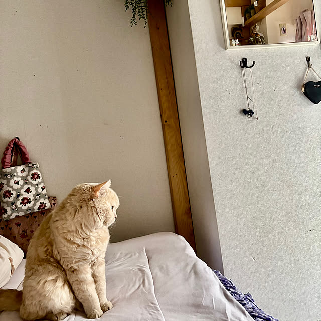 naokoさんの実例写真