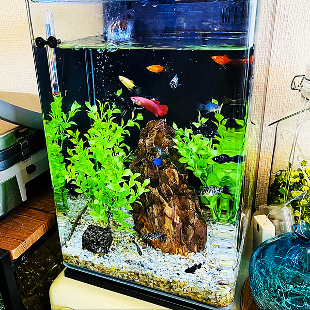 aquarium/棚のインテリア実例 - 2023-05-05 14:05:00
