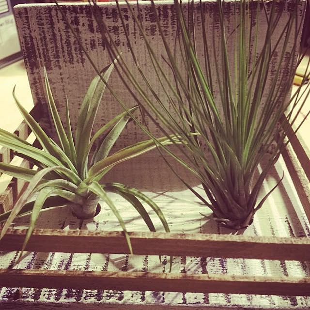 玄関/入り口/ハンドメイド/DIY/アンティーク/観葉植物のインテリア実例 - 2015-07-11 23:32:33