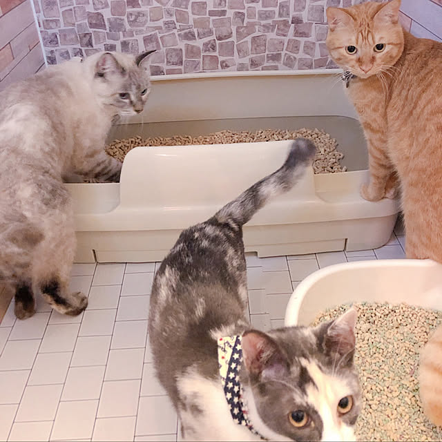 tomoyoさんの実例写真