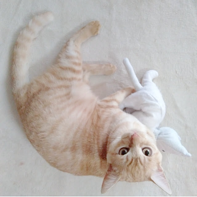 heart.emiemi57.whiteさんの実例写真