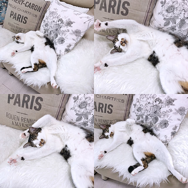 yuchiさんの実例写真