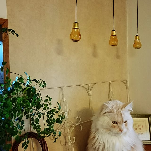 roonさんの実例写真