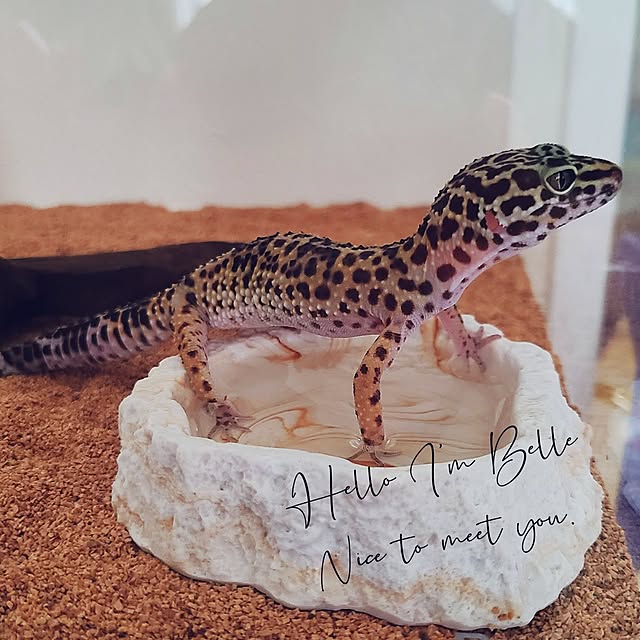 r0siereさんの部屋