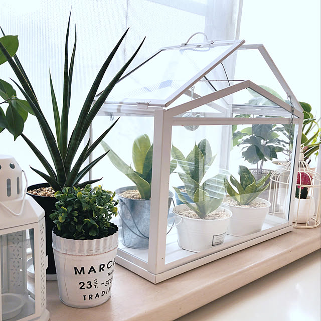 観葉植物/IKEA/ダイソー/100均/雑貨...などのインテリア実例 - 2022-12-06 20:32:53