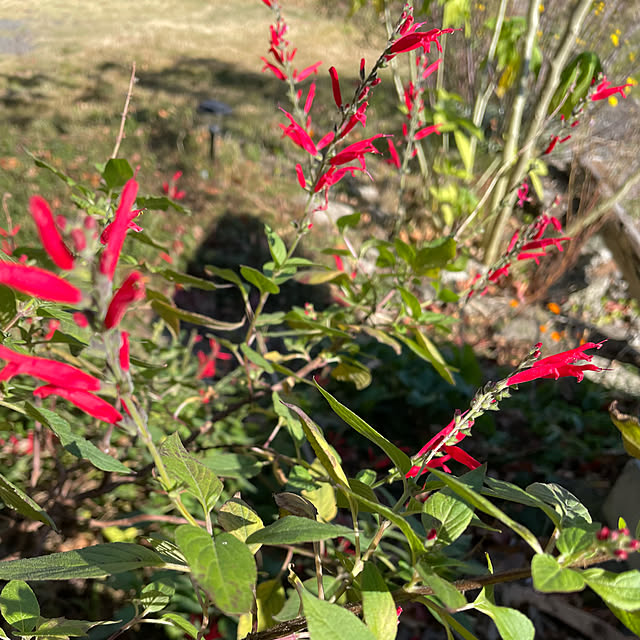 natsumiさんの部屋