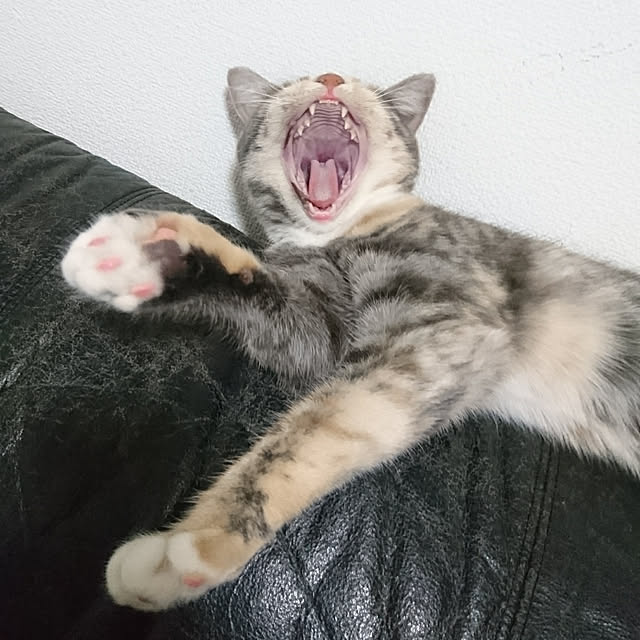 shinobuさんの実例写真