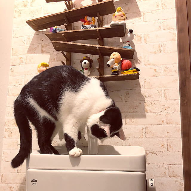 shiratamaさんの実例写真