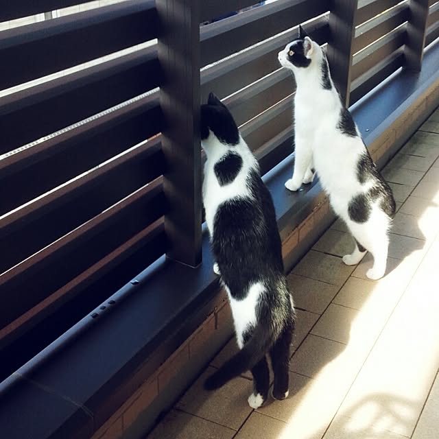 botanさんの実例写真