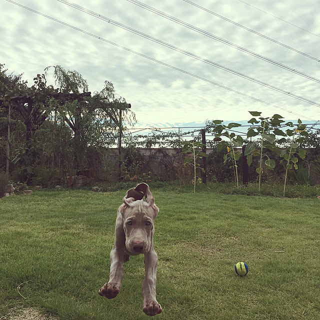 ulalaさんの実例写真