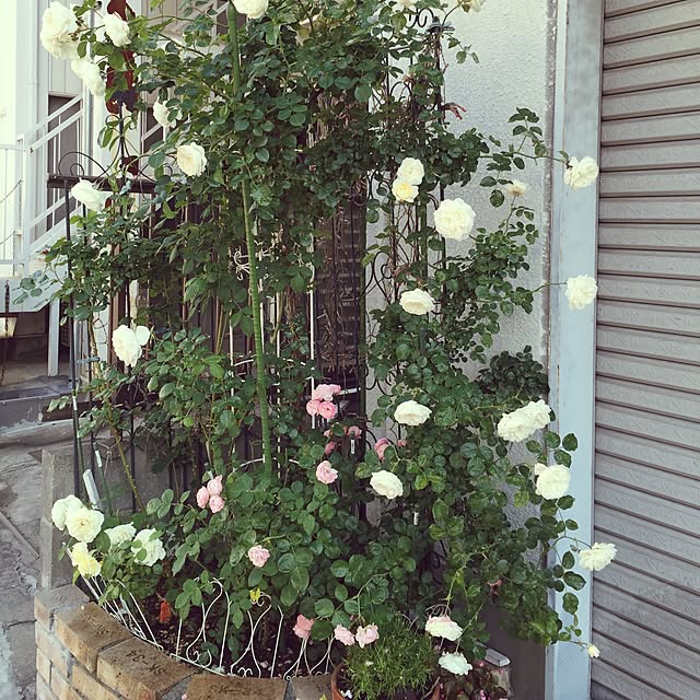 greenroseさんの実例写真