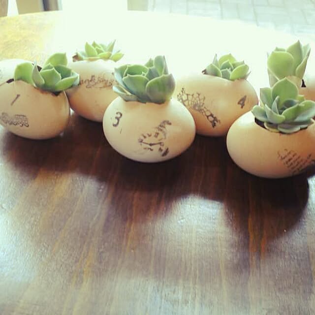 Tillandsiaさんの実例写真