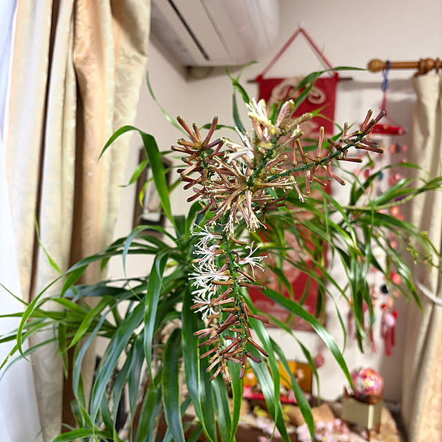 ritsukoさんの実例写真