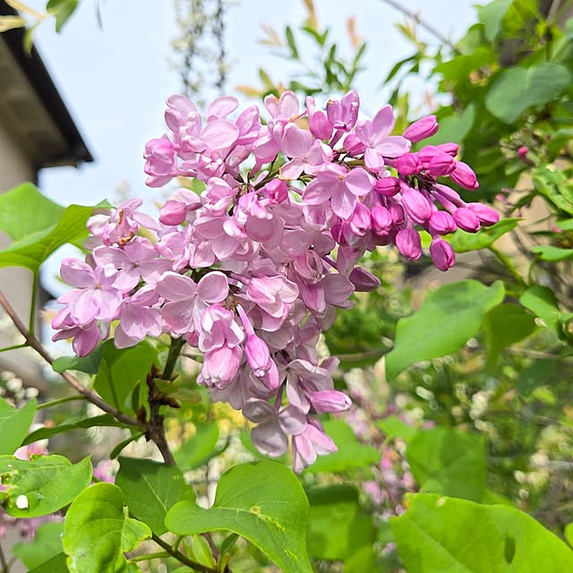 min_nimさんの実例写真