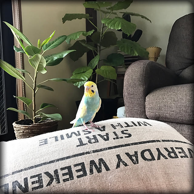 Unokiさんの実例写真