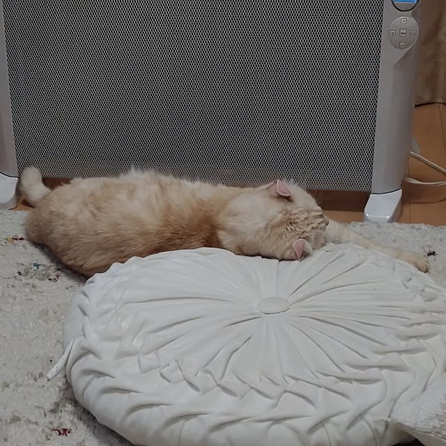 mocoさんの実例写真