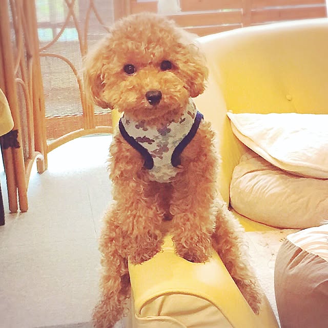 xigyanさんの実例写真